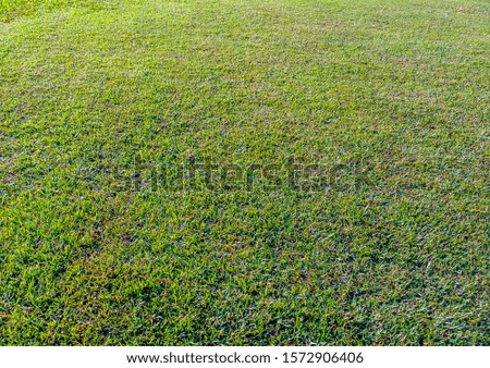 Green grass texture from a field. Field of fresh green grass texture as a background, top close up view, horizontal. Grass background. Green lawn desktop picture, Park lawn texture.