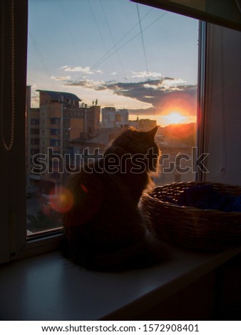 Cat sits on the window and looks at the sunset
