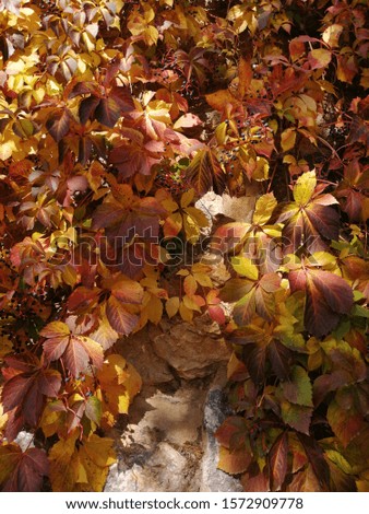 Autumn leaves.  Vertical frame. ISTANBUL TURKEY
