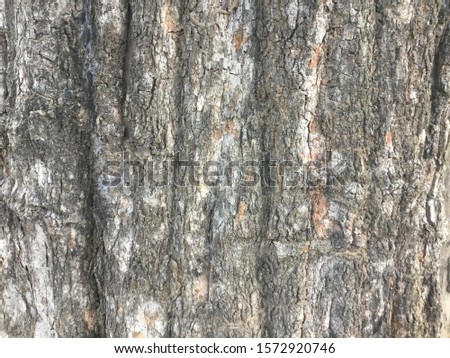 Old bark pattern in the forest