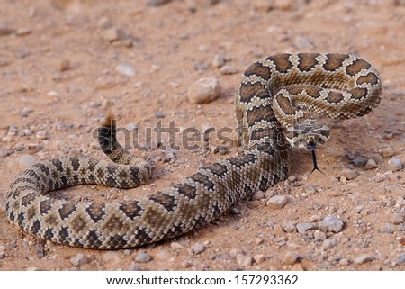 Dangerous rattle snake, coiled and ready to strike - Great Basin Rattlesnake, Crotalus oreganus lutosus  Royalty-Free Stock Photo #157293362