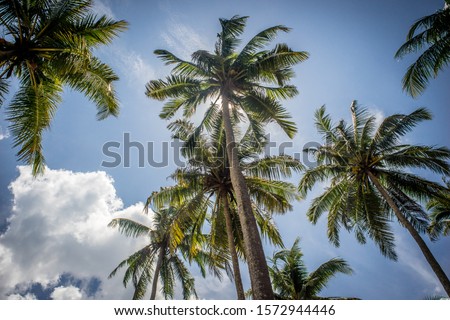sky palm trees cloud coconut beach island