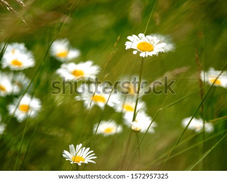 marguerite flowers on a meadow