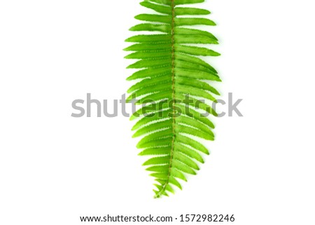 Green leaves isolated on white background. fern leaves can used for Graphic resources.	