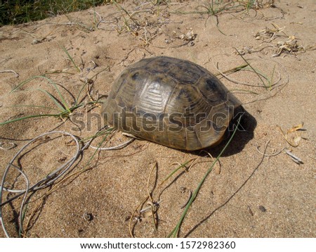cute little turtle hid in a shell in the desert under the scorching sun in Turkey