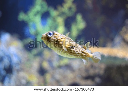 Photo of porcupinefish in tank