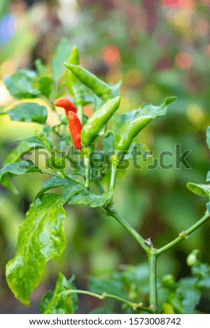 Paprika(scientific name Capsicum annuum) paprika many seed, The leaves are flat the fruit is small When raw, the fruit is dark green. When cooked it gradually turns red has a spicy flavor.