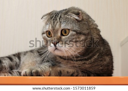 portrait of a large tabby cat