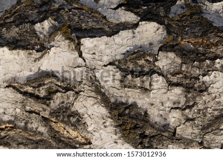 striped and cracked natural texture of russian birch bark