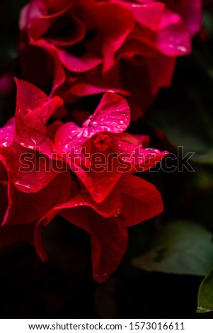 Blush Red Flowers That Bloom in The Garden