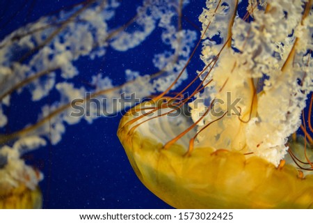 Jellyfish swimming in a tank at an aquarium 