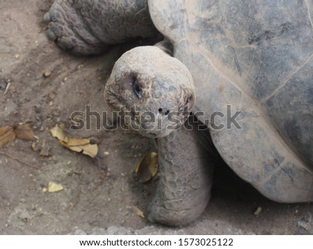 Galapagos Giant tortoises walking slowly, Isabela Island (Isla Isabela) is one of the Galápagos Islands, Ecuador