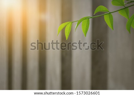 Sunset or sunrise lighting shown on fresh green soft leaves of tree with small droplets and blurry dark block cement wall background. Image for natural in city or environment concept. Selective focus.