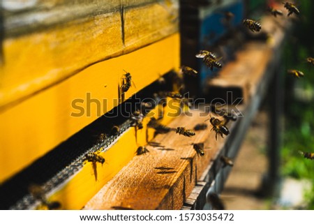 bee hive, yellow warm shot