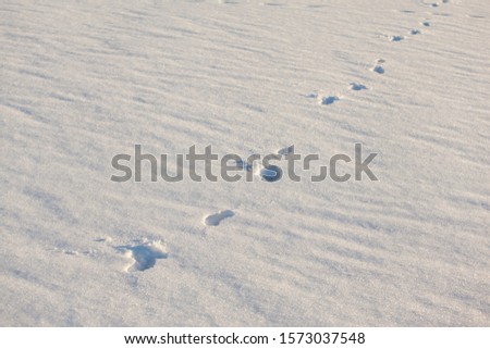 traces of animals on white snow