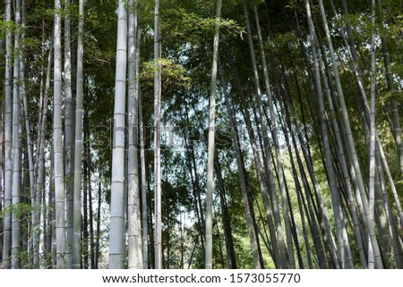 Bamboo forest in Kyoto, Japan