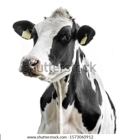 cow on a white background isolated Royalty-Free Stock Photo #1573060912