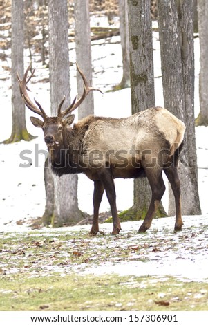 Bull Elk in Winter Snow - Photograph taken in Elk County, Elk State Forest, Benezette, Pennsylvania
