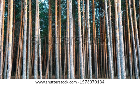 Pine Forest With  High Pine Trees Against Other Pines With Brown Textured Pine Bark