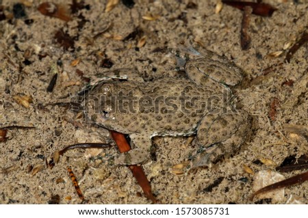Yellow-bellied toad (Bombina variegata), well camouflaged at the bottom of a pond, Untergroeningen, Baden-Wuerttemberg, Germany, Europe Royalty-Free Stock Photo #1573085731