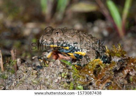 Yellow-bellied toad (Bombina variegata), leaving a pond, Untergroeningen, Baden-Wuerttemberg, Germany, Europe Royalty-Free Stock Photo #1573087438