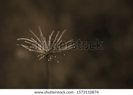 dry grass in a field in autumn