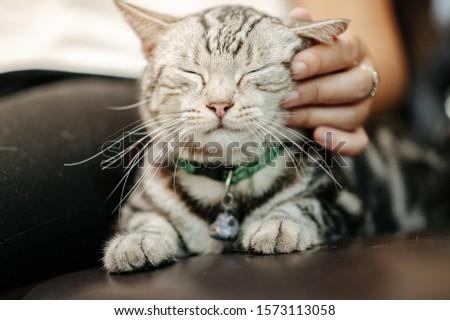 Cats that are feeling good about stroking, scratching.