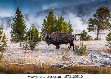 Bison inside area of Old Faithful, famous geyser of Yellowstone National Park, Wyoming, USA, with smoke from geothermal heat of many geyser basins. Royalty-Free Stock Photo #1573120510