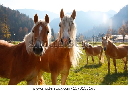 Haflinger horses, group on pasture in autumn Royalty-Free Stock Photo #1573135165