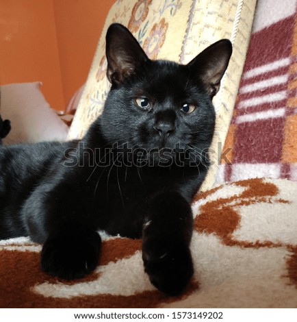 Shiny black cat with green eyes