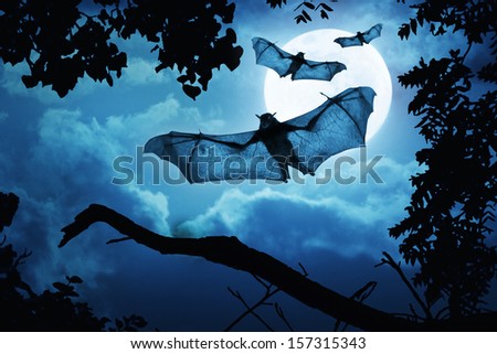 These creepy bats fly in on Halloween Night with a full moon behind them.