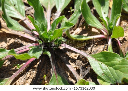 Wild green plant in Portugese ground