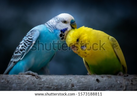Portrait of a Blue Budgie and yellow green Budgie (melopsittacus undulatus) perched on a branch in germany  Royalty-Free Stock Photo #1573188811