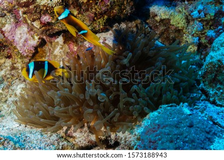 Anemone Fish and Coral at the Red Sea, Egypt
