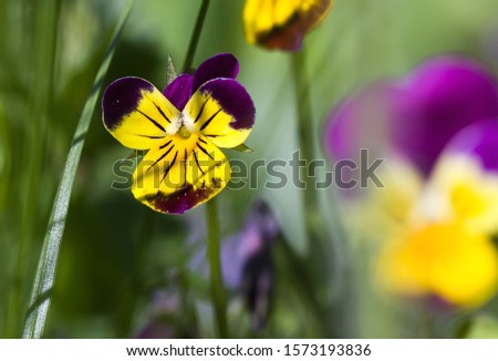 art photo of a wild pansy (viola) in the background of a green garden blurred background.
Viola cornuta, horned pansy, tufted pansy.

