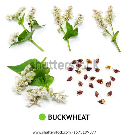 Buckwheat isolated on white. Buckwheat grain, seed, flower, leaf, branch on white. Royalty-Free Stock Photo #1573199377