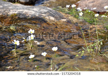 white flowers in water stream
portugal with rocks
