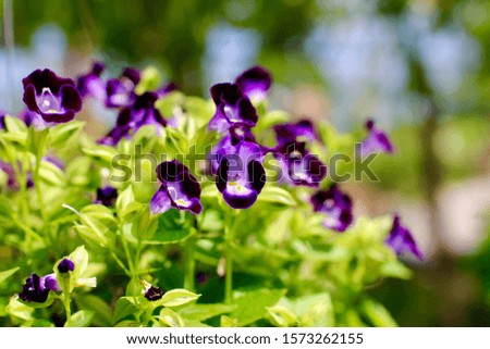 Purple pansy flowers blooming in the garden, soft focus