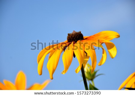 Beautiful yellow flower name Black eyed susans or Rudbeckia is the traditional native American medicinal herb in several tribal nations with the clear blue sky background in the sunny day. background
