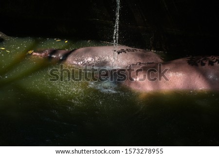 Hippopotamus amphibius playing in the water at zoo