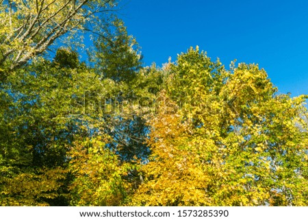 Fall scene featuring close up of tree showing beautiful fall colors