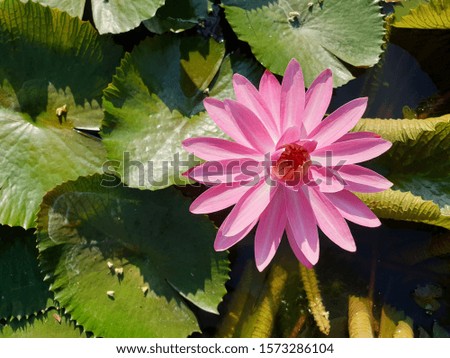 Beautiful waterlily in pond, closeup nature view of lotus flowers on blurred greenery background in garden as summer. 