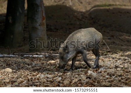Wildboar in the forest searching for food
