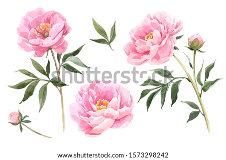 Vector stock flower illustration, Pink peony on a white background. Watercolor style Royalty-Free Stock Photo #1573298242
