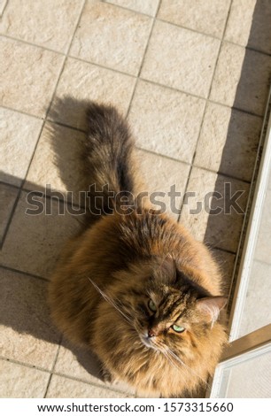 Lovely cat with long hair in relax outdoor, siberian purebred