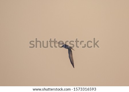 Little tern is flying, Little tern is a small seabird. , Scientific name Sternula albifrons, Little tern is a species of sea birds.