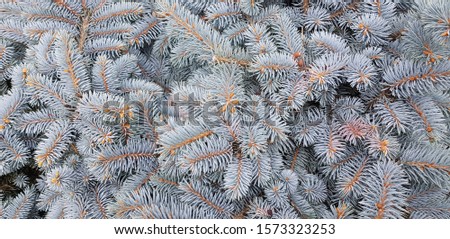 Christmas leaf background,Fir tree brunch close up,Christmas wallpaper concept