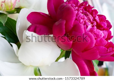 Closeup view of a white and pink peonies against a blurred background. Beautiful flowers as a gift for the holiday. Bouquet of delicate flowers. Selective focus