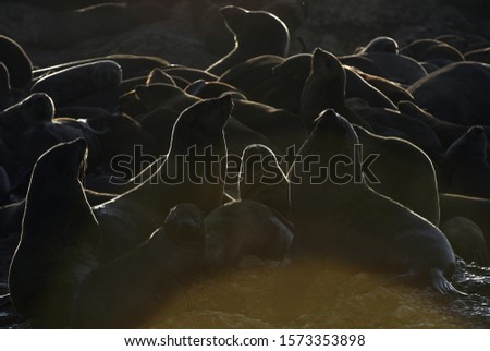A backlit image of seals during sunrise. Colony of seals ( Cape Fur Seals ) on the rocky island in the ocean. Sunrise sky, early morning. Mossel bay. South Africa. Natural Habitat.
