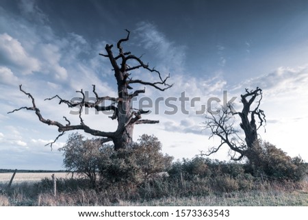 Landscape of old trees in the nature. Photo in a cool color tone.